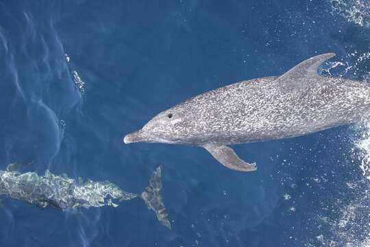 Image of Atlantic Spotted Dolphin