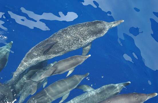 Image of Atlantic Spotted Dolphin