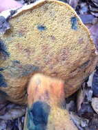 Image of Liver Bolete