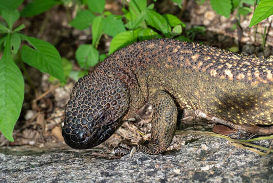 Image of Heloderma horridum exasperatum Bogert & Martin Del Campo 1956