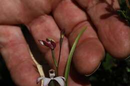 Caladenia clarkiae D. L. Jones resmi