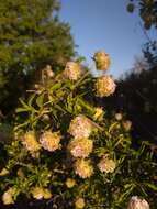 Plancia ëd Lippia formosa Brandegee