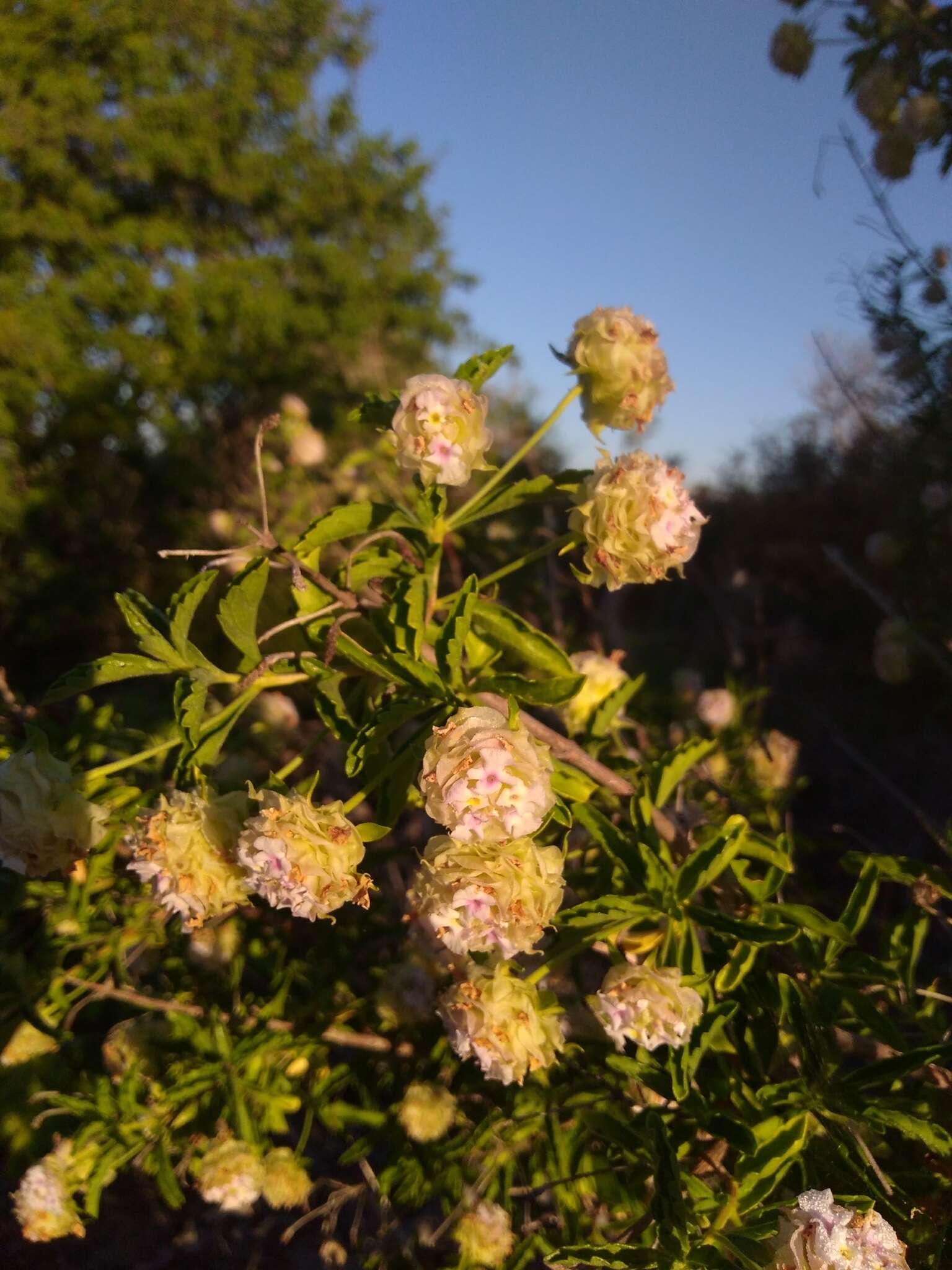 صورة Lippia formosa Brandegee