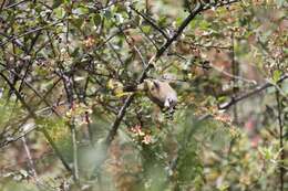 Image of Variegated Laughingthrush