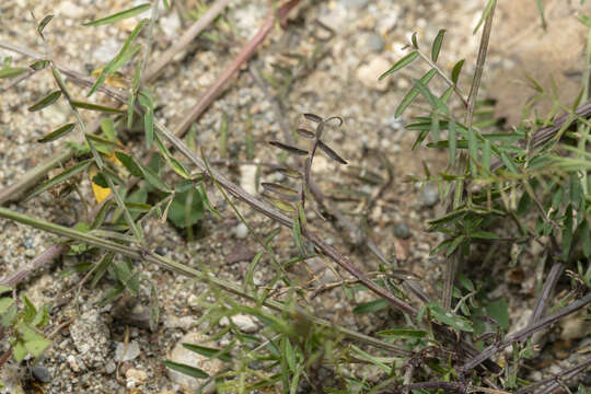 Imagem de Vicia palaestina Boiss.