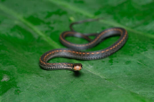 Hebius boulengeri (Gressitt 1937) resmi