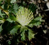 Imagem de Banksia sessilis var. cygnorum (Gand.) A. R. Mast & K. R. Thiele