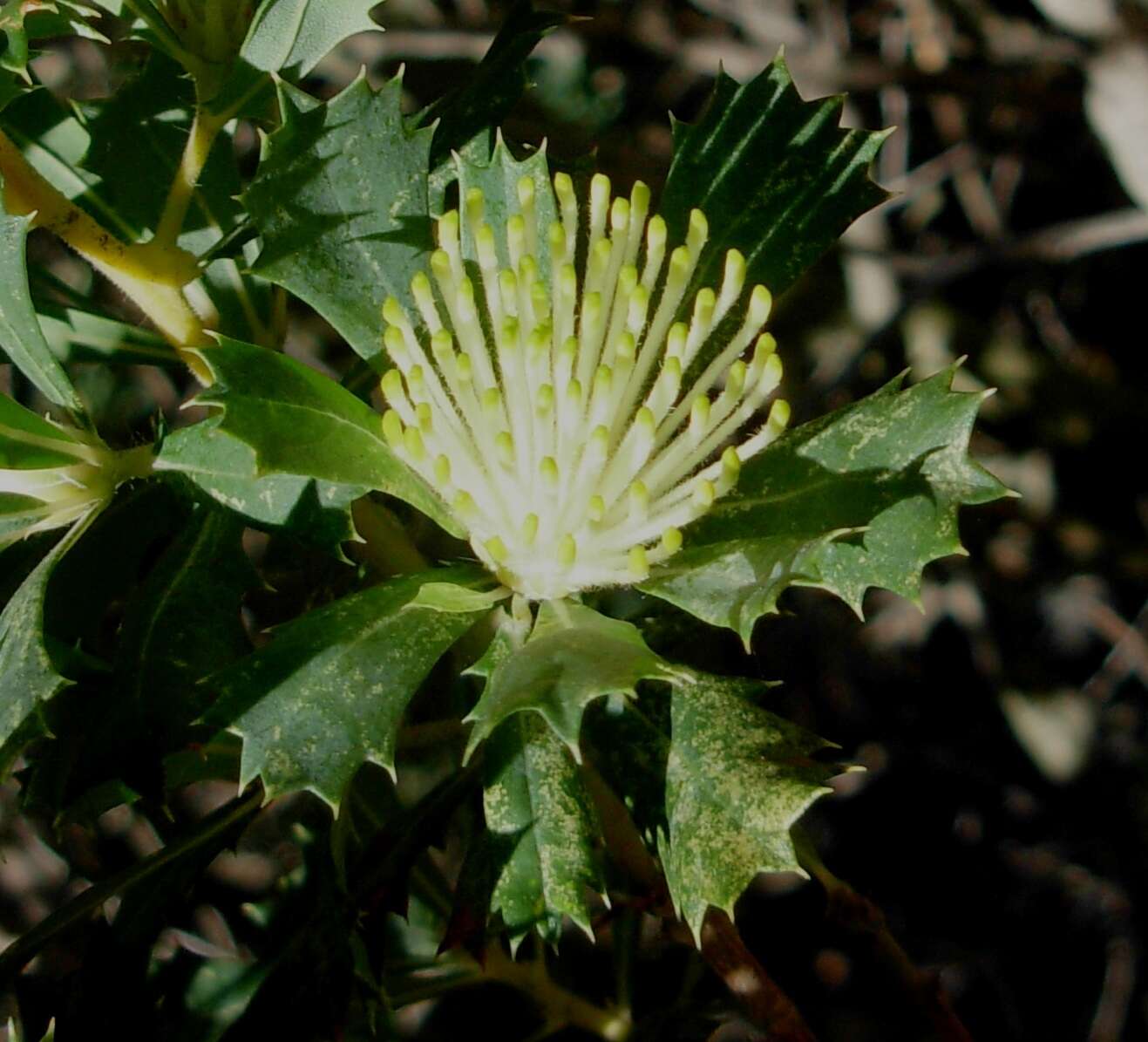 Imagem de Banksia sessilis var. cygnorum (Gand.) A. R. Mast & K. R. Thiele