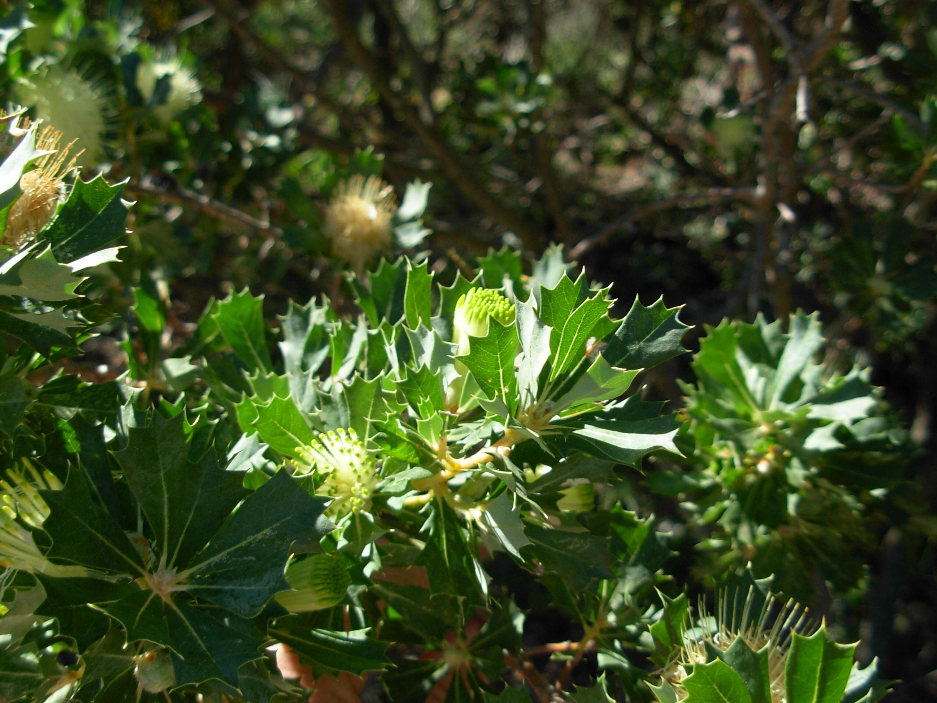 Imagem de Banksia sessilis var. cygnorum (Gand.) A. R. Mast & K. R. Thiele