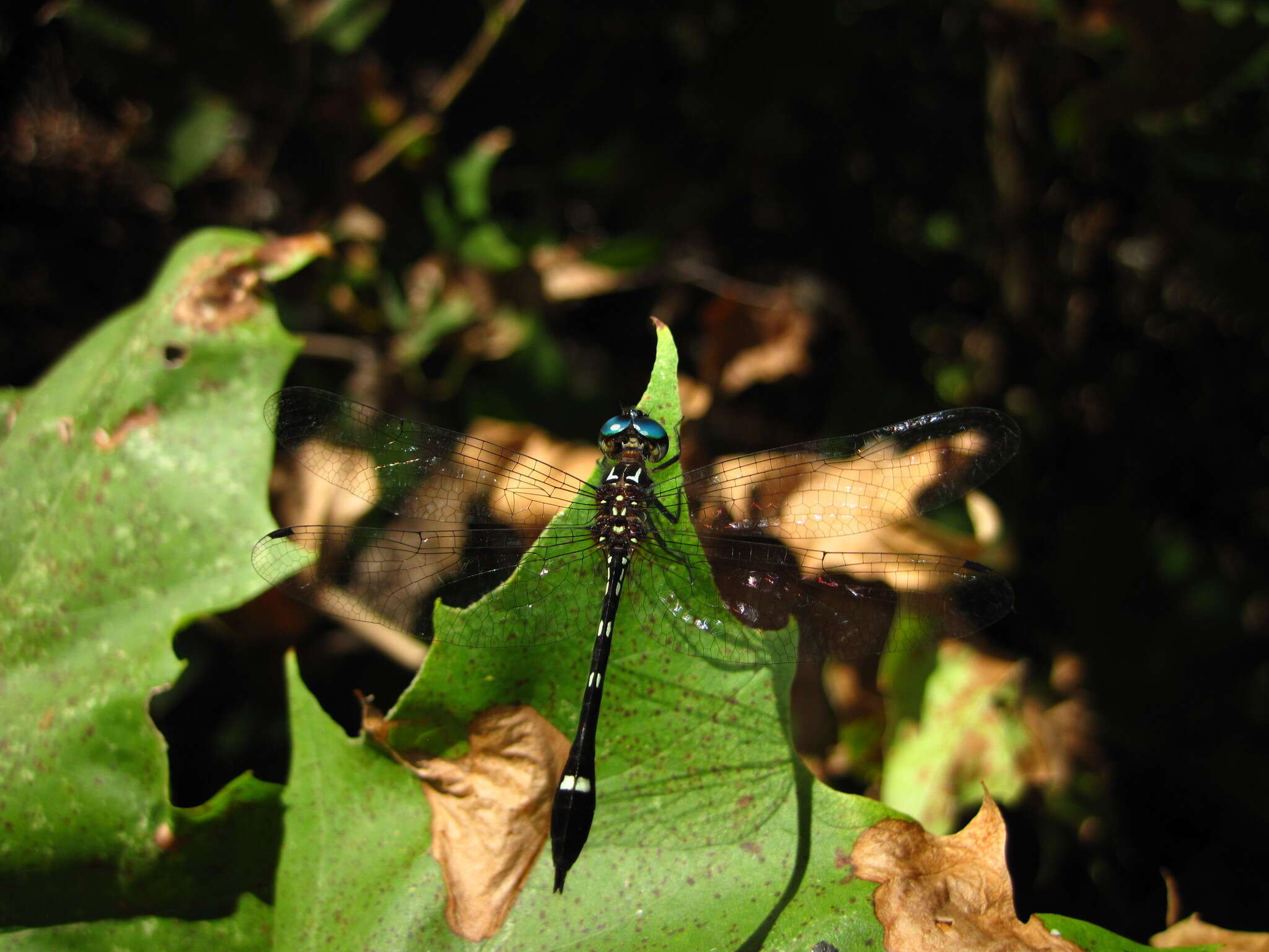 Image of Jade-striped Sylph