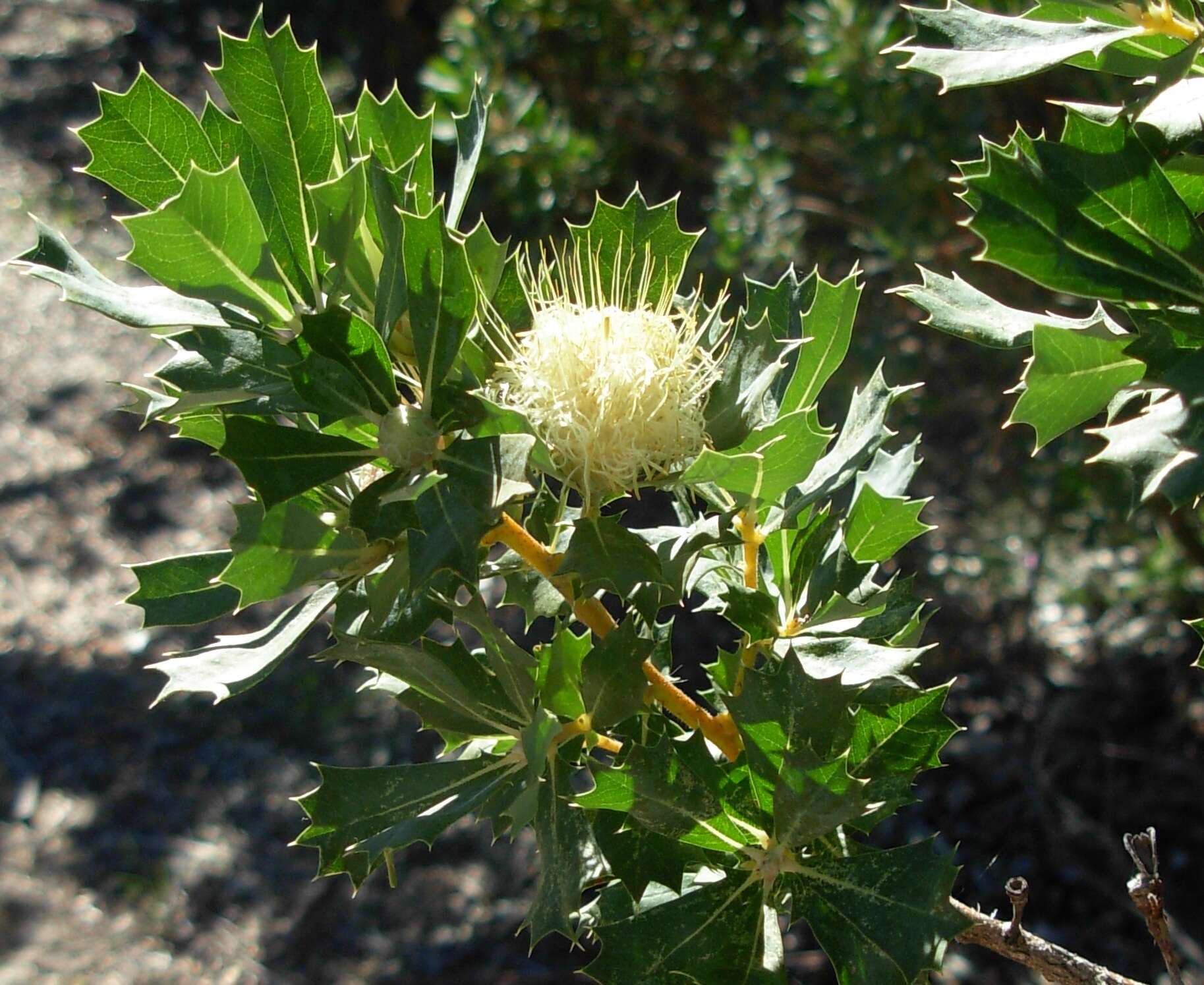 Imagem de Banksia sessilis var. cygnorum (Gand.) A. R. Mast & K. R. Thiele