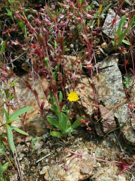 Plancia ëd Agoseris heterophylla (Nutt.) Greene