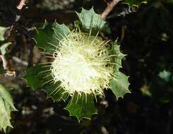 Imagem de Banksia sessilis var. cygnorum (Gand.) A. R. Mast & K. R. Thiele