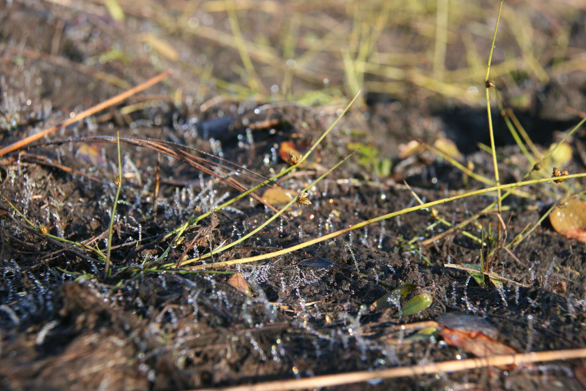 Image of Schoenoplectiella smithii var. setosa (Fernald) Hayas.