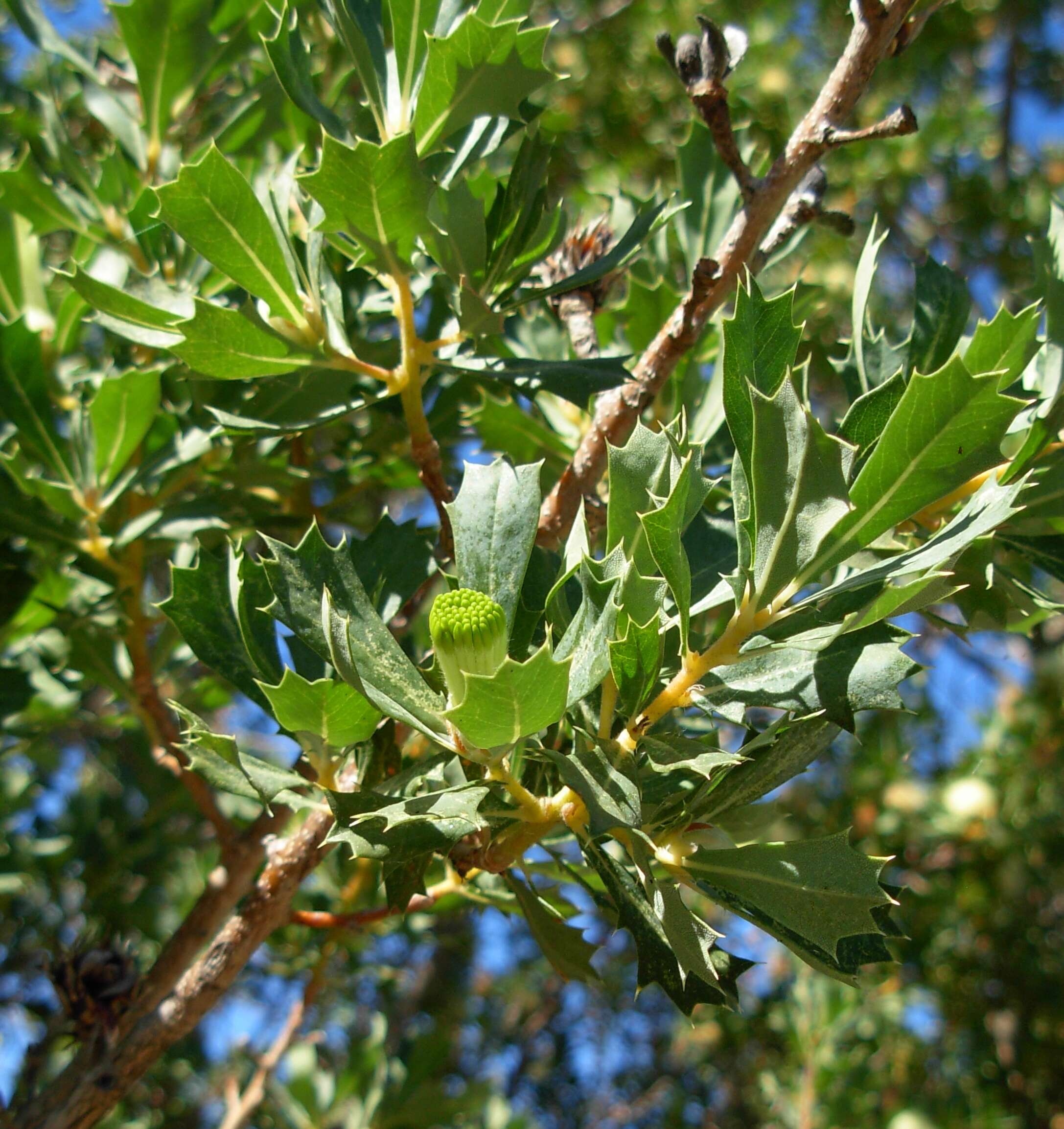 Imagem de Banksia sessilis var. cygnorum (Gand.) A. R. Mast & K. R. Thiele