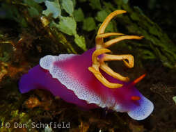 Plancia ëd Hypselodoris apolegma (Yonow 2001)