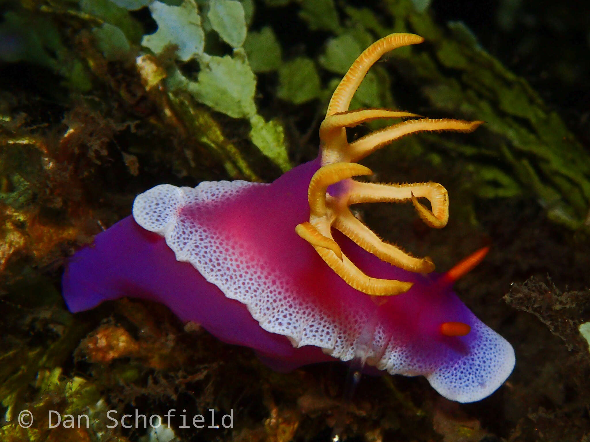 Plancia ëd Hypselodoris apolegma (Yonow 2001)