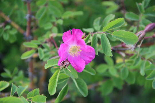 Image of Rosa oxyodon Boiss.