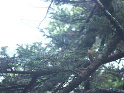 Image of White-browed Bush Robin