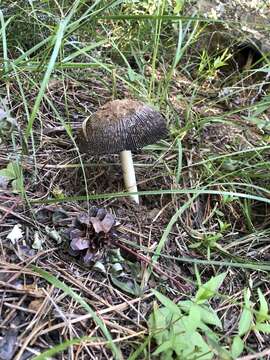 Image of Coprinus calyptratus Peck 1895