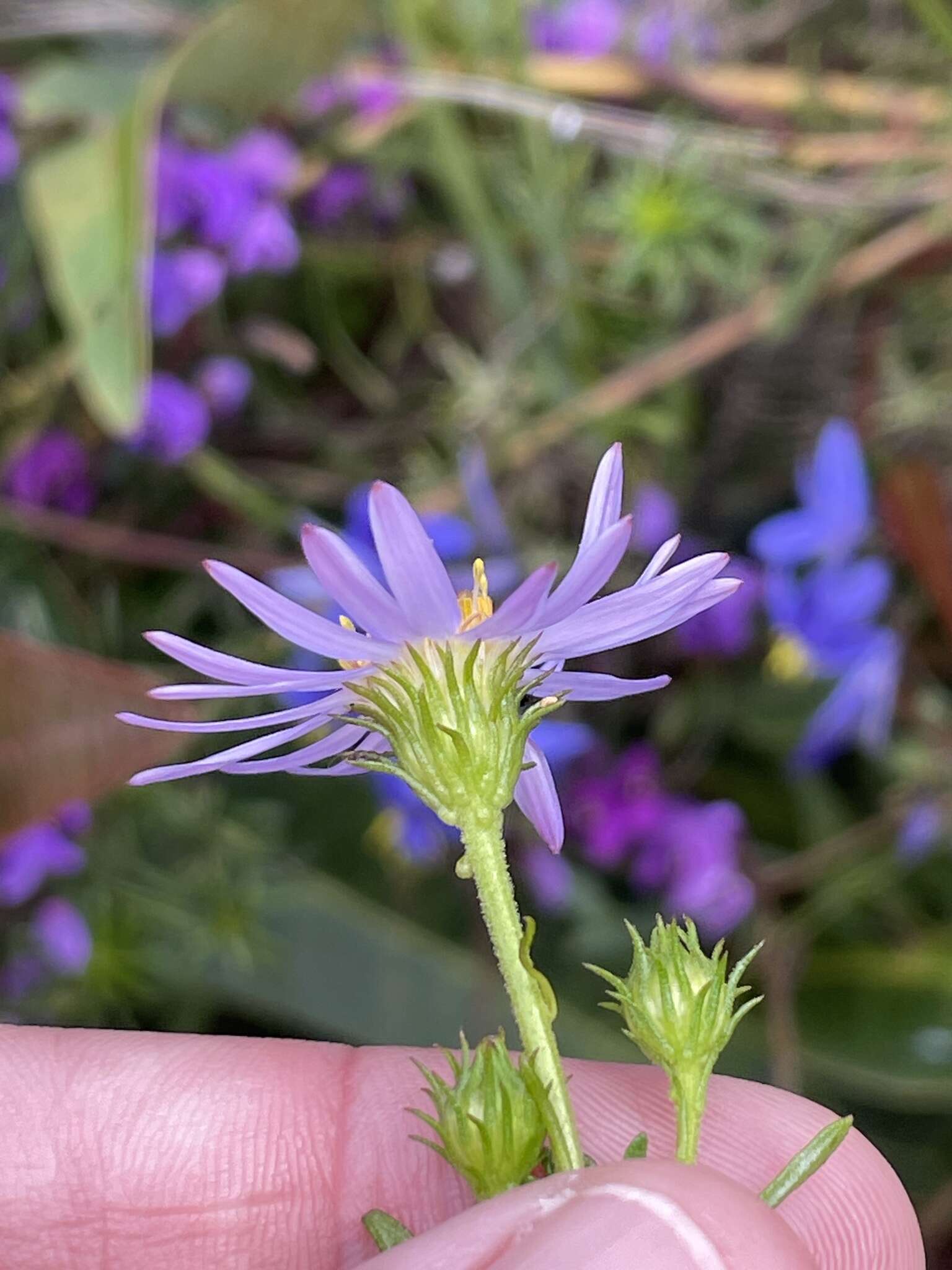 Olearia tenuifolia (DC.) Benth. resmi