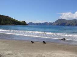 Image of New Zealand sea lion