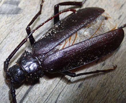 Image of Macrotoma palmata (Fabricius 1793)