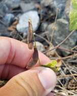 Image of Caloptilia violacella (Clemens 1860)