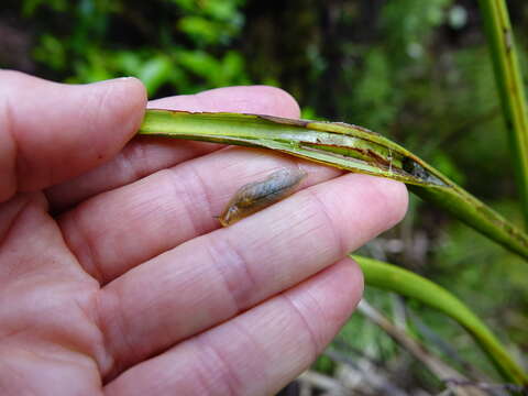 Image of Leaf-veined slug