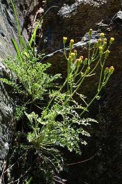 Image of Lewis' groundsel