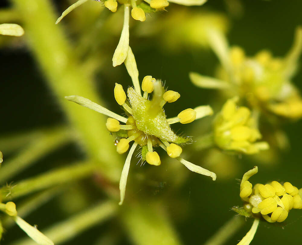 Imagem de Acer caudatum Wall.