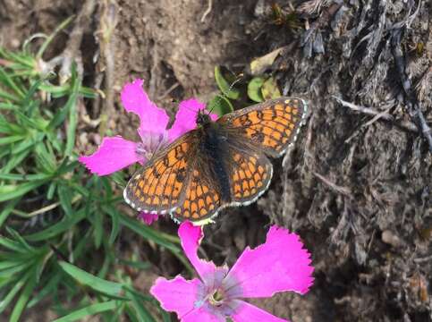 Imagem de Melitaea varia Meyer-Dür 1851