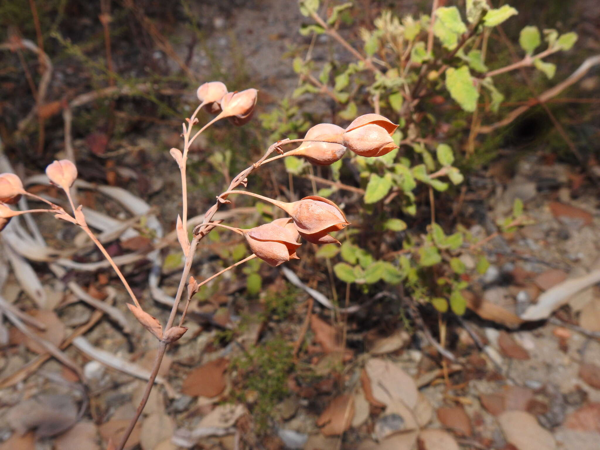 Image of Tuberaria globulariifolia (Lam.) Willk.