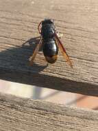 Image of Asian hornet