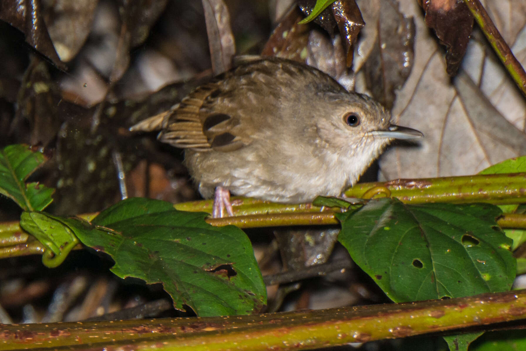 Image of Sulawesi Babbler