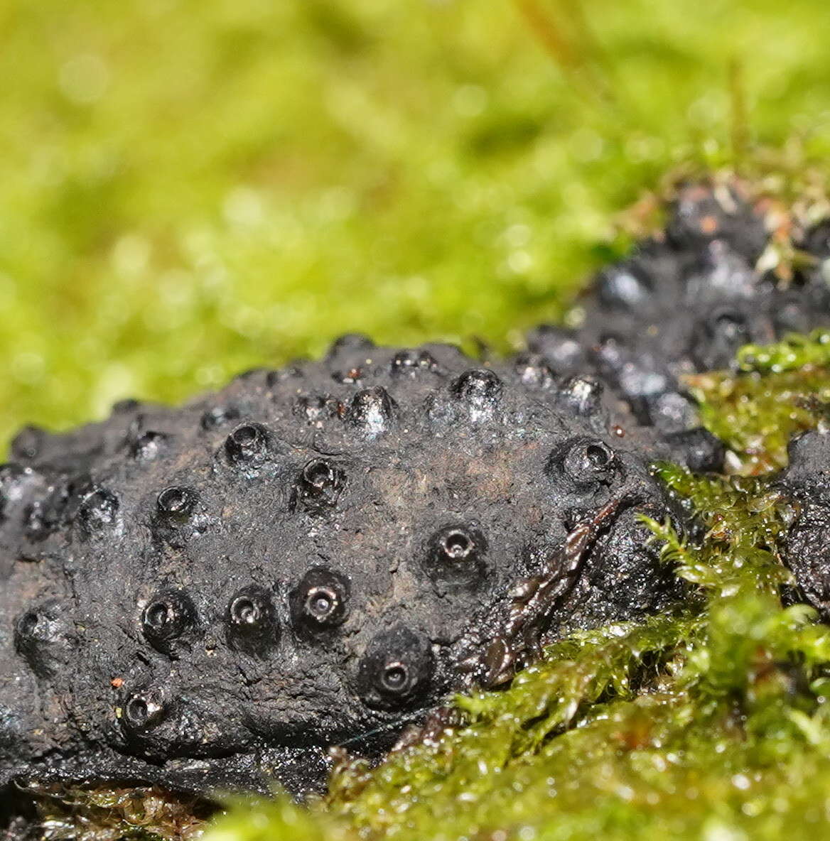 Annulohypoxylon hians (Berk. & Cooke) Y. M. Ju, J. D. Rogers & H. M. Hsieh 2005的圖片