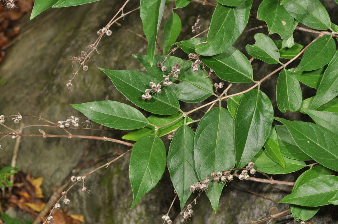 Image of Deutzia pulchra S. Vidal