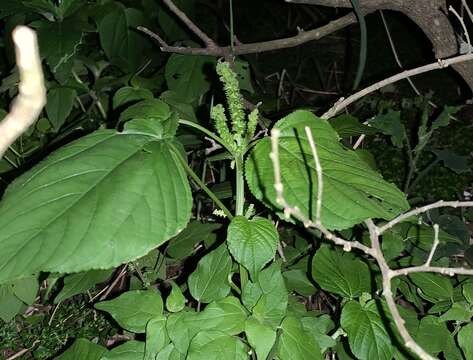 Sivun Acalypha setosa A. Rich. kuva