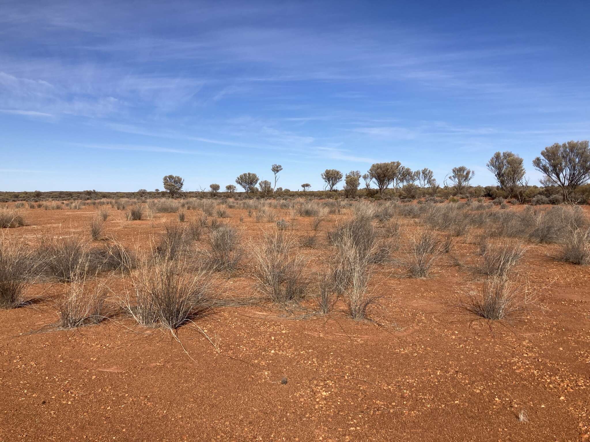 Слика од Eragrostis australasica (Steud.) C. E. Hubb.