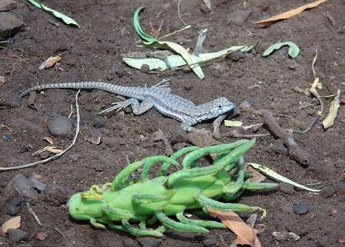 Image of Atacamen Pacific Iguana