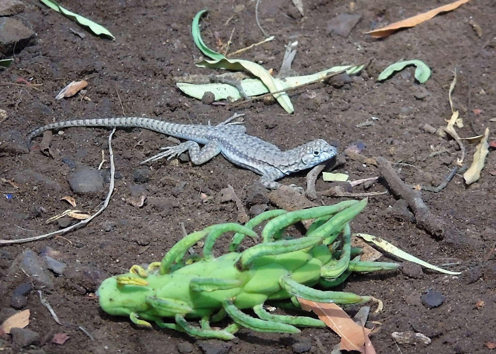 Слика од Microlophus atacamensis (Donoso-barros 1960)