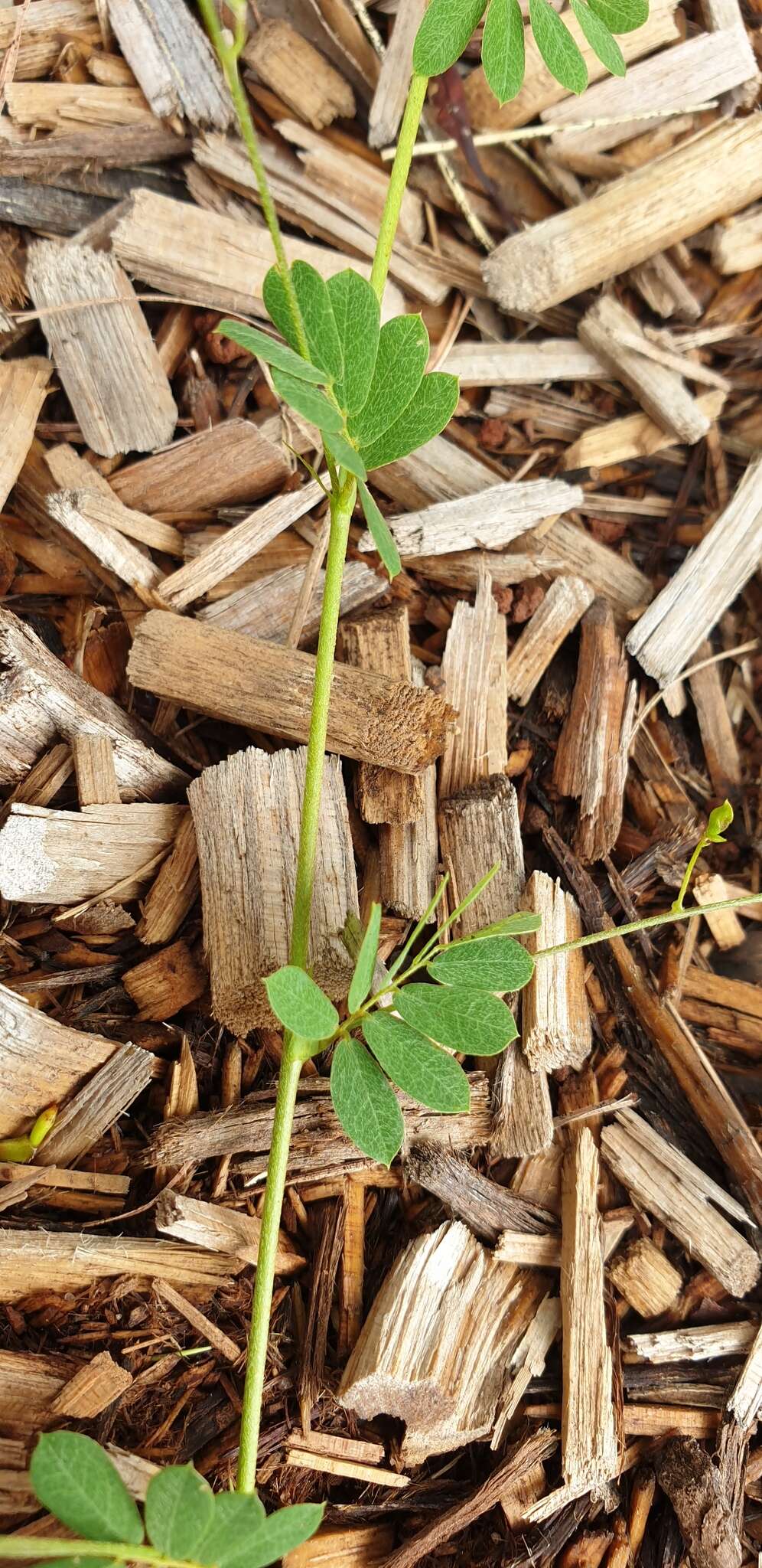 Imagem de Aeschynomene brevifolia Poir.