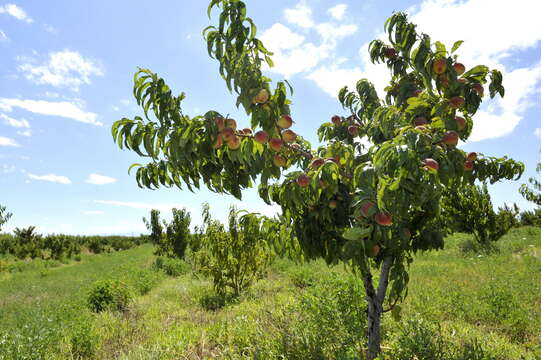 Image of peach