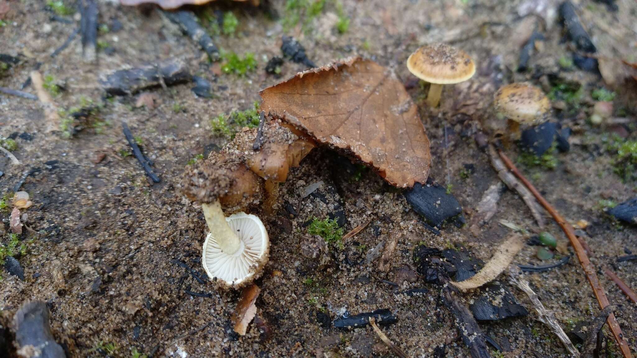 Image of Pholiota highlandensis (Peck) Quadr. & Lunghini 1990