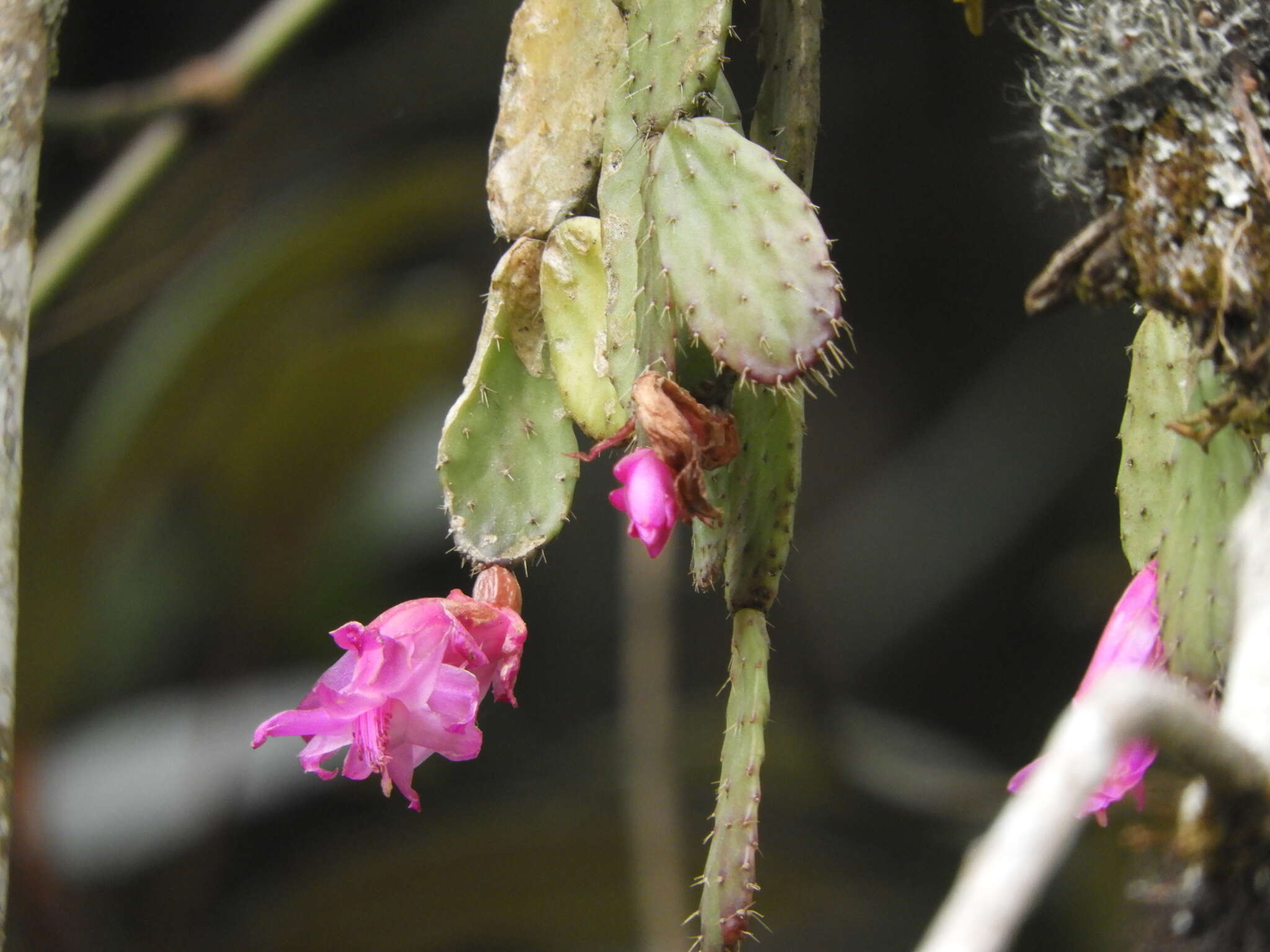 Image of Christmas Cactus