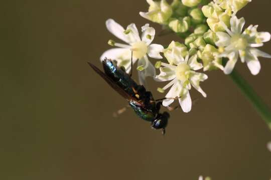 Image of Soldier fly