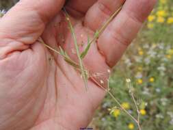 Image de Jasione montana subsp. montana