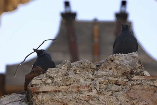 Слика од <i>Corvus monedula spermologus</i>