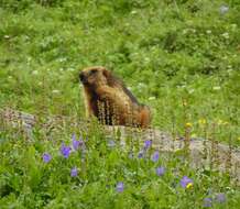 Imagem de Marmota caudata (Geoffroy 1844)