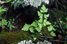 Image of Dwarf Spleenwort